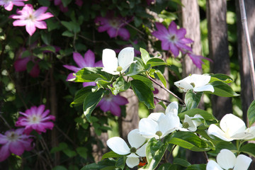 Romantic early summer garden white flowers of dogwood cornus venus and pink clematis in the morning sun © Landrausch