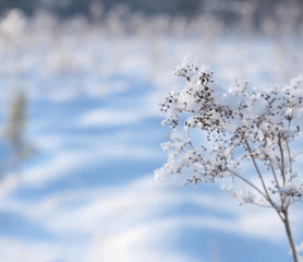 Winter day, flower twig covered with snowflakes and ice crystals. Russian winter.  Shallow depth of field, selective focus