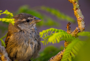 passer domesticus in a garden