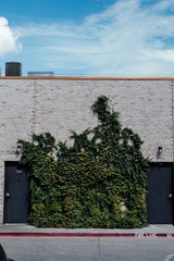 Ivy on the side of a building
