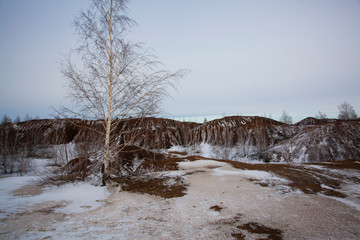 Textured tree with thin branches on a snow-covered plain