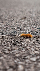 Catterpillar