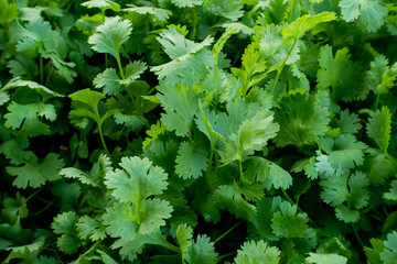 Organic Green Coriander in vegetable garden, Thai herb.