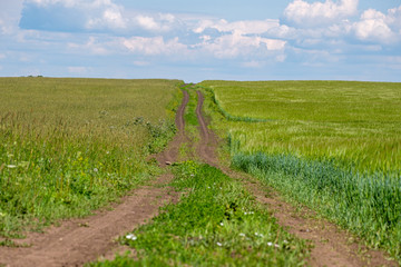 Fototapeta na wymiar outgoing field road along a field among green grass