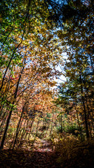 Fall