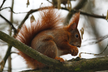 Ein Rotes Eichh&ouml;rnchen sitzt im Winter bei Schneefall auf einem Ast mit einer Nuss, Seitenansicht sciurus vulgaris