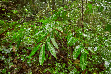 Obraz premium Shot of Sintra Park in Portugal