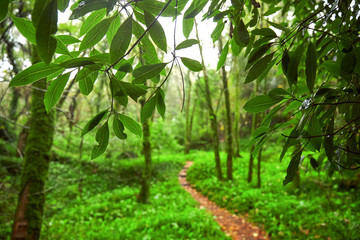 Obraz premium Shot of Sintra Park in Portugal