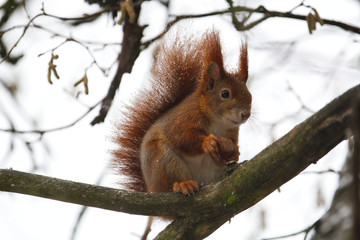 Naklejka na ściany i meble Ein rotes Eichhörnchen sitzt im Winter bei Schneefall mit einer Nuss auf einem Ast mit freundlichem Blick, sciurus vulgaris