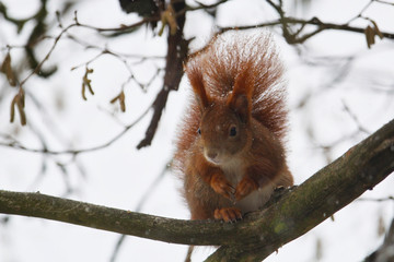 cute little red squirrel sitting on a branch in winter with snow in its fur, sciurus vulgaris