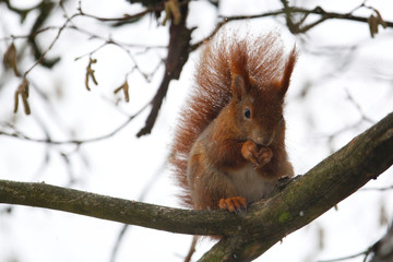 cute little red squirrel sitting on a branch in winter with snow in its fur, sciurus vulgaris