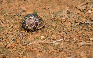 Photo of an earthen land snail with a beautiful patterned multi-colored shell