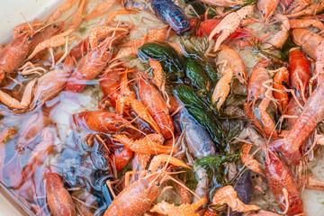 Mix Red lobster Color under the water crawls in aquarium.