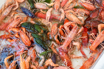 Mix Red lobster Color under the water crawls in aquarium.