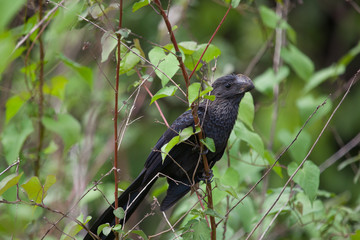 Blackbird smooth-Billed Ani sitting on a tree branch on a clear Sunny day. Animals, birds, ornithology.
