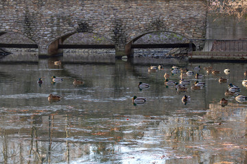 Old pedestrian bridge on the lake