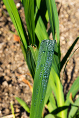 green leaf of a plant with water drops