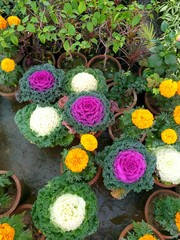 colorful flowers and green plants in the garden 
