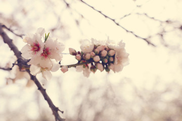 background of spring cherry blossoms tree. selective focus