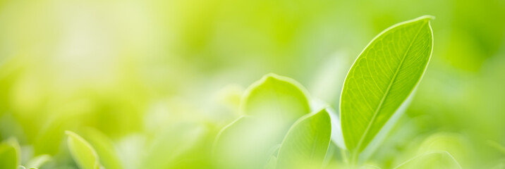 Fototapeta na wymiar Close up of nature view green leaf on blurred greenery background under sunlight with bokeh and copy space using as background natural plants landscape, ecology cover concept.