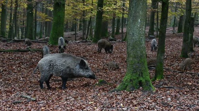 Wild boar (Sus scrofa) sounder with piglets foraging in autumn forest by digging with snout in leaf litter in search for beech nuts
