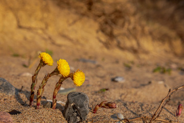Coltsfoot (Tussilago farfara) is one of the first spring flowers. It is considered an important medicinal plant for coughing and has an expectorant effect. Here on a stretch of coast by the sea. Conce