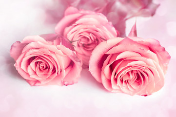 Three pink roses on a white background. Beautiful floral background, blur, bokeh. Close-up.