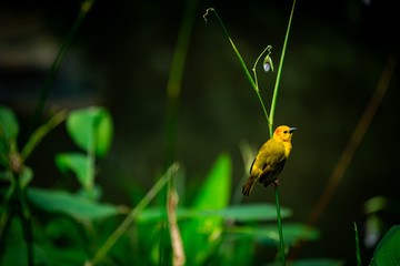 bird on the branch
