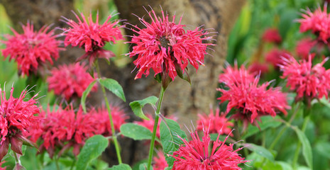 In the garden red flowers in bloom monarda