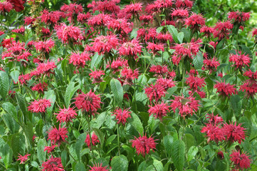 In the garden red flowers in bloom monarda