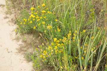 Yellow flowering of gorse or ulex in a field.