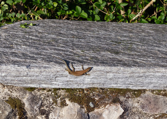 Lizard enjoying the sun on a stone