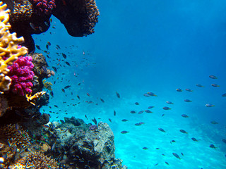 Underwater view of the coral reef and Tropical Fish