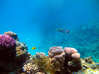 Underwater view of the coral reef and Tropical Fish