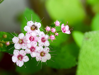 makro of some pink, white flowers in spring time