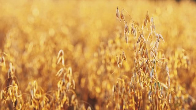 Growing oats on the field. The field is illuminated by a strong, summer, setting sun.