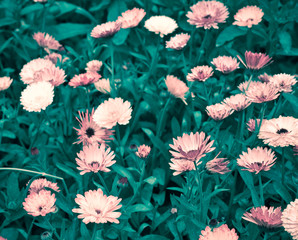 Summer Garden flowers. Vintage Calendula flowers with drops of dew on petals. Toned image in retro style