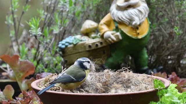 Blue tit (Cyanistes caeruleus) bird collecting dry moss, animal hair and twigs in tray as nest building material for nesting garden birds in spring