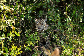 Jaguar female on Rio Cuiaba riverbank, Porto Jofre, Brazil.