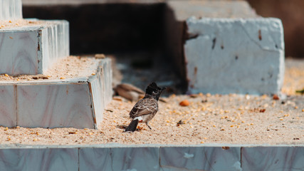 Closeup shot of the red vented bulbul