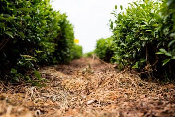 China Hangzhou Stadt und Teeplantage 