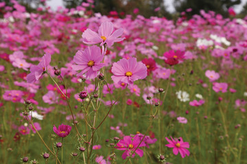 Obraz na płótnie Canvas pink wildflowers