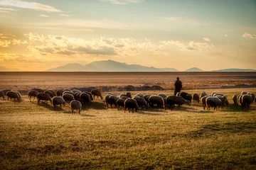 Schilderijen op glas sheep and shepherd at sunset © klazing
