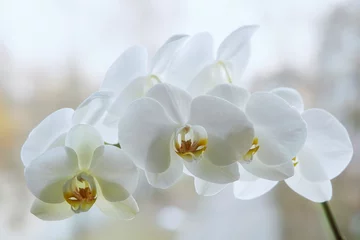 Foto op Aluminium Branch of blooming  white orchid closeup © Iryna