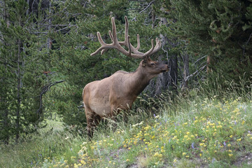 elk in forest