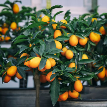 Exotic kumquat fruits, rich fruit harvest. Indoor plants.