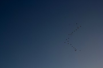 Obraz premium flock of birds flying in the sky