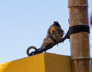 passer domesticus wiping the beak