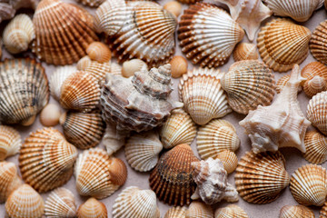 Collection of seashells on a pastel background