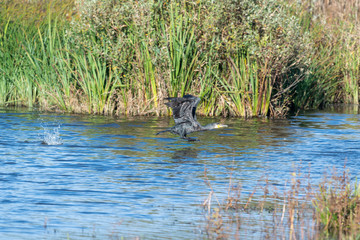 Kormoran